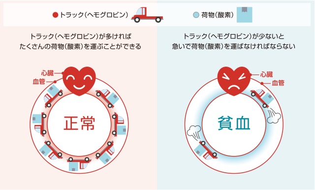 貧血の症状がおこるしくみ