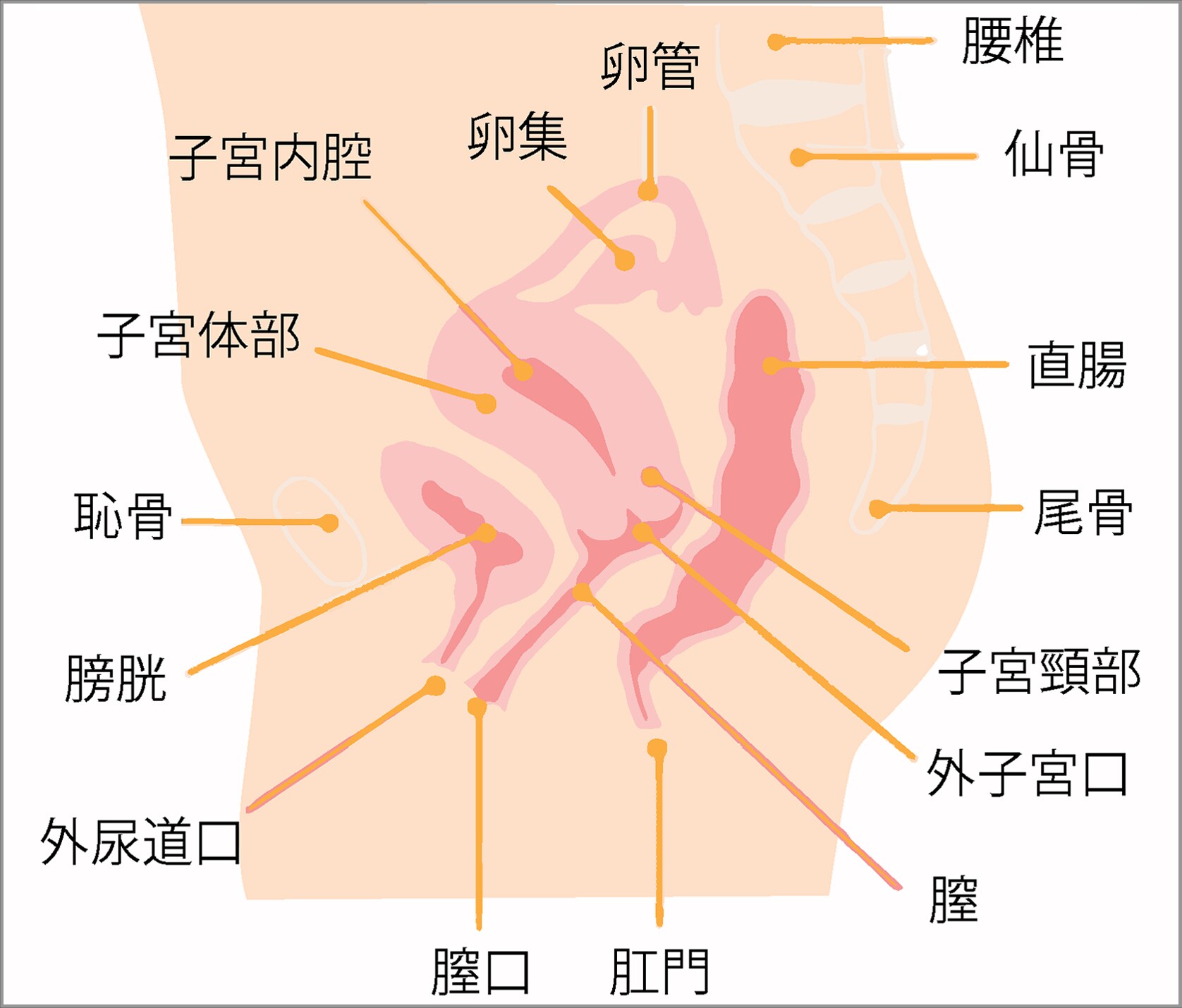 女性の内性器の位置(横からみたところ) 女性の内性器の位置(横からみたところ)