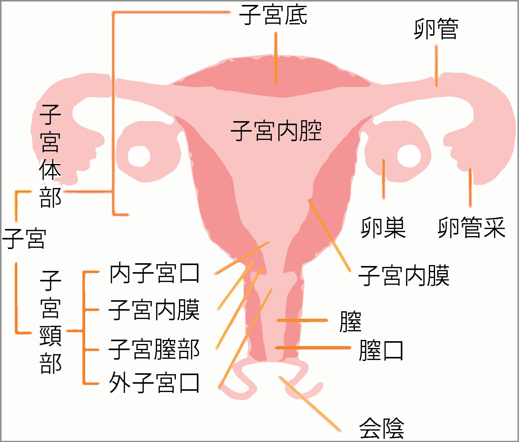 子宮の構造｜知っておきたい 女性のカラダ基礎知識｜生理痛と女性のからだの悩み 生理のミカタ