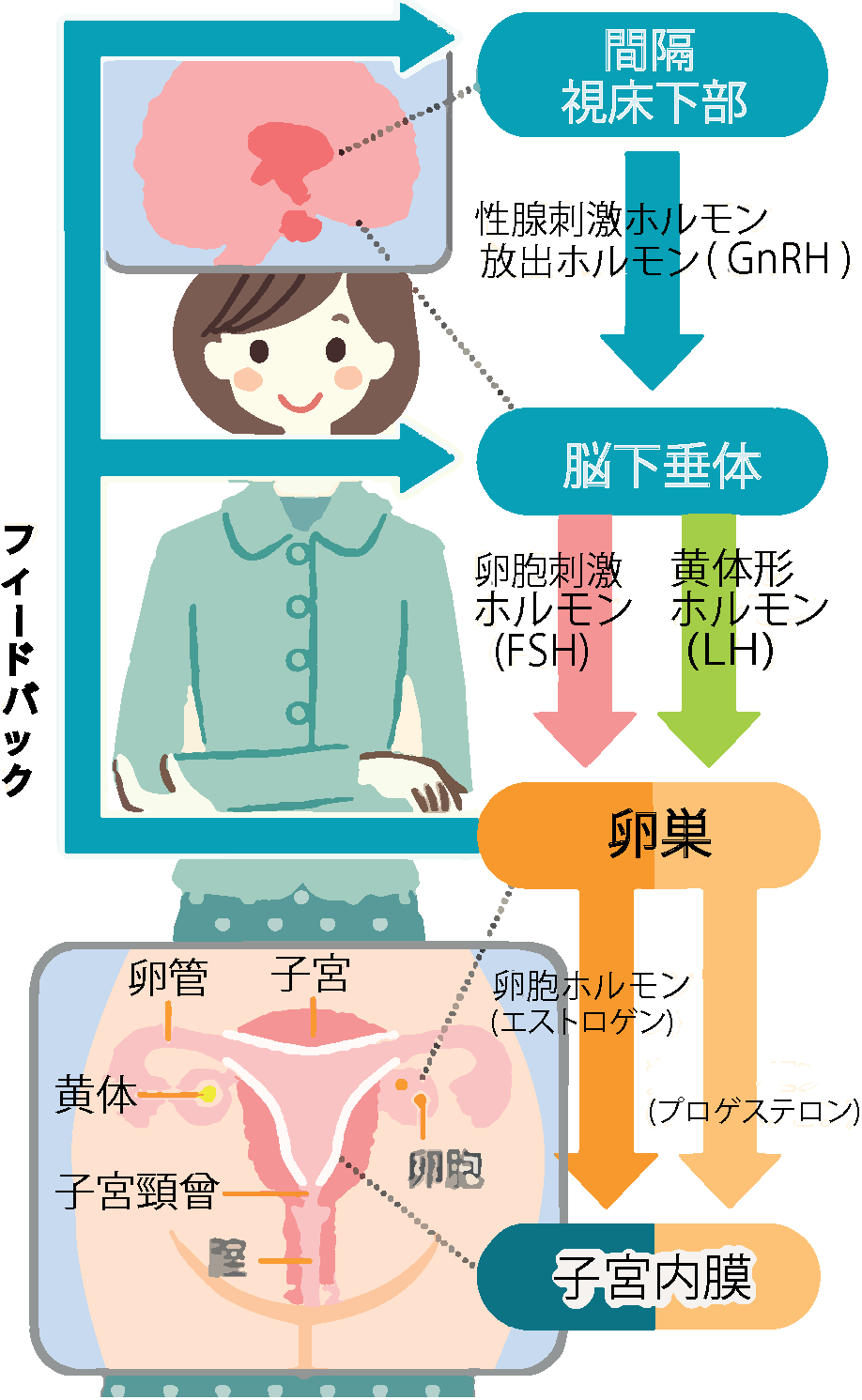 女性ホルモンは脳からの指令で卵巣から分泌されています。 女性ホルモンは脳からの指令で卵巣から分泌されています。
