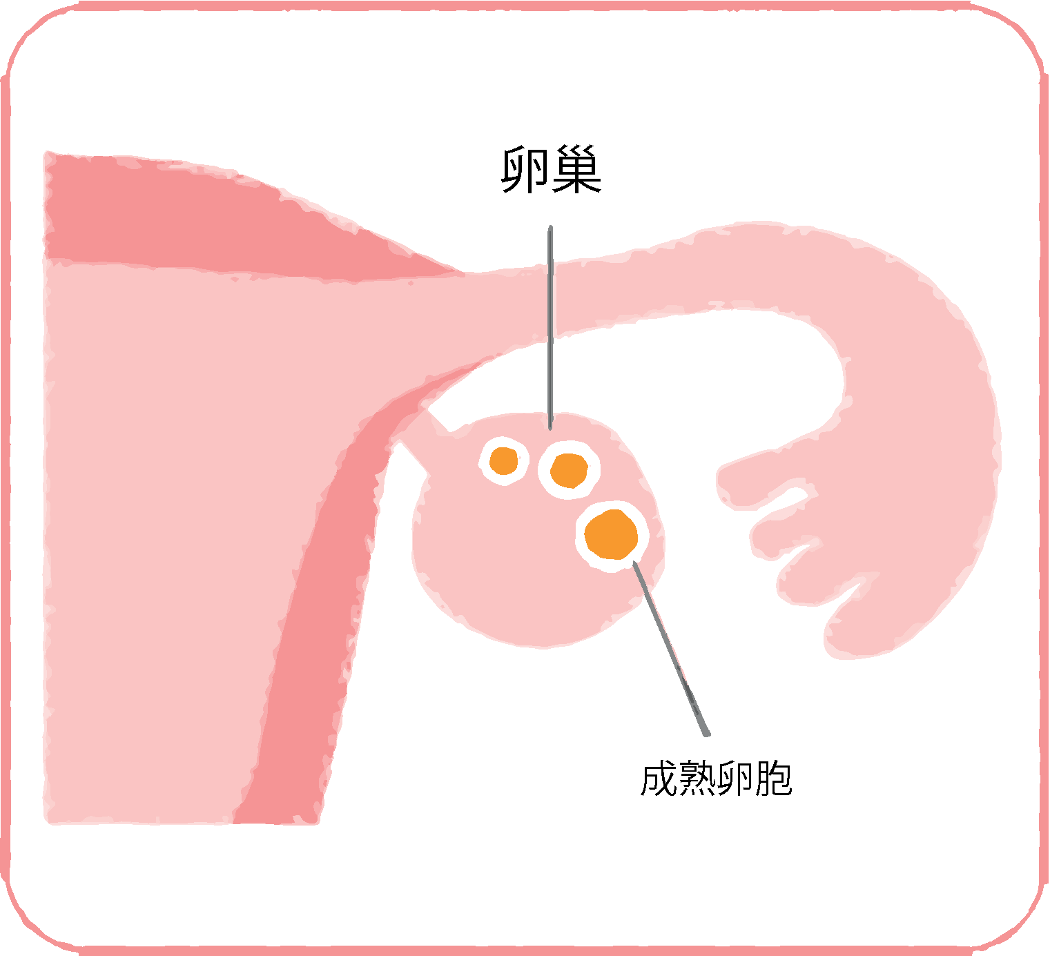 FSHの作用で、卵巣内の原始卵胞が発育し、1個が成熟卵胞になる。