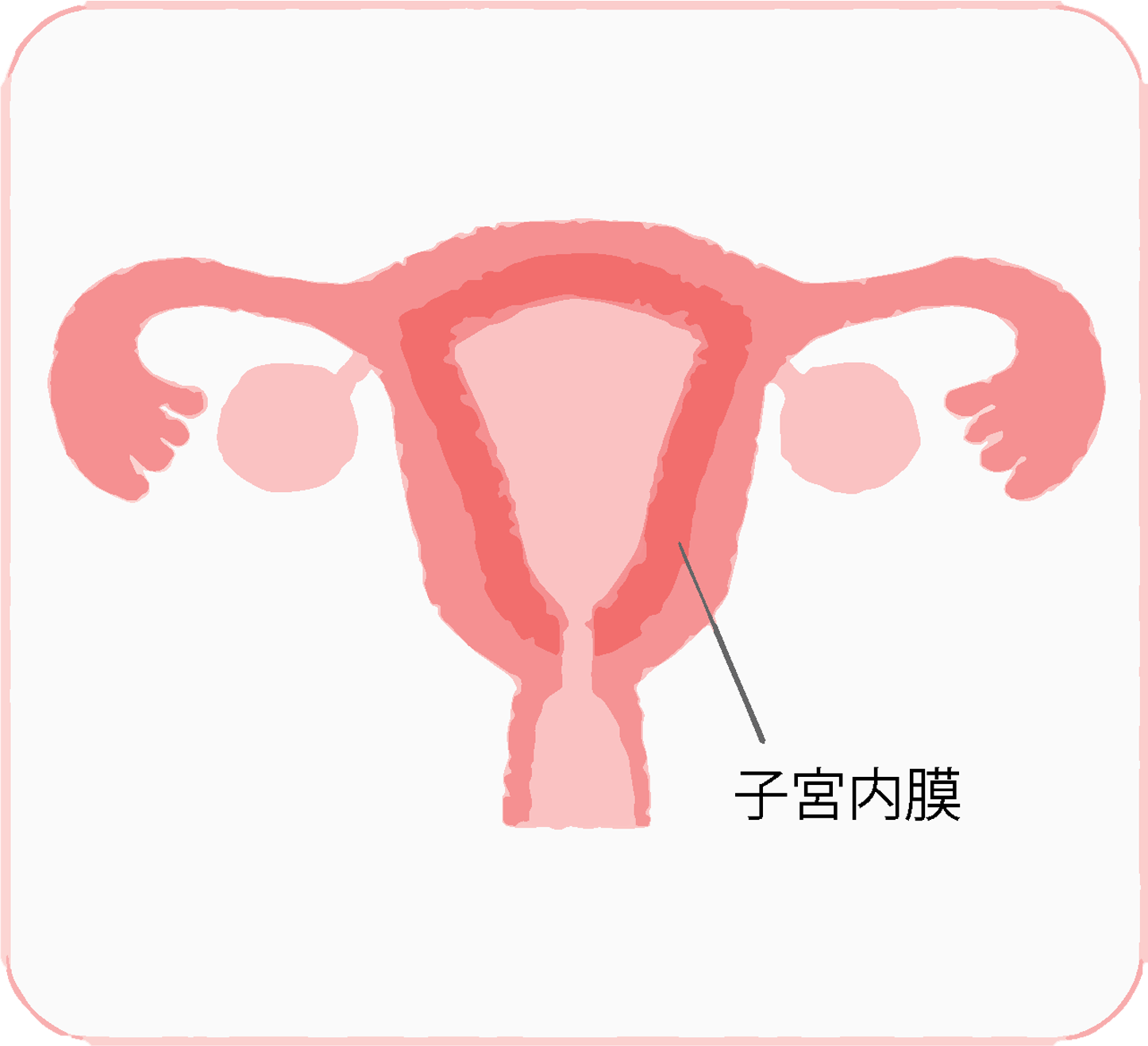 卵胞ホルモン(エストロゲン)の作用で、子宮内膜が増殖する。