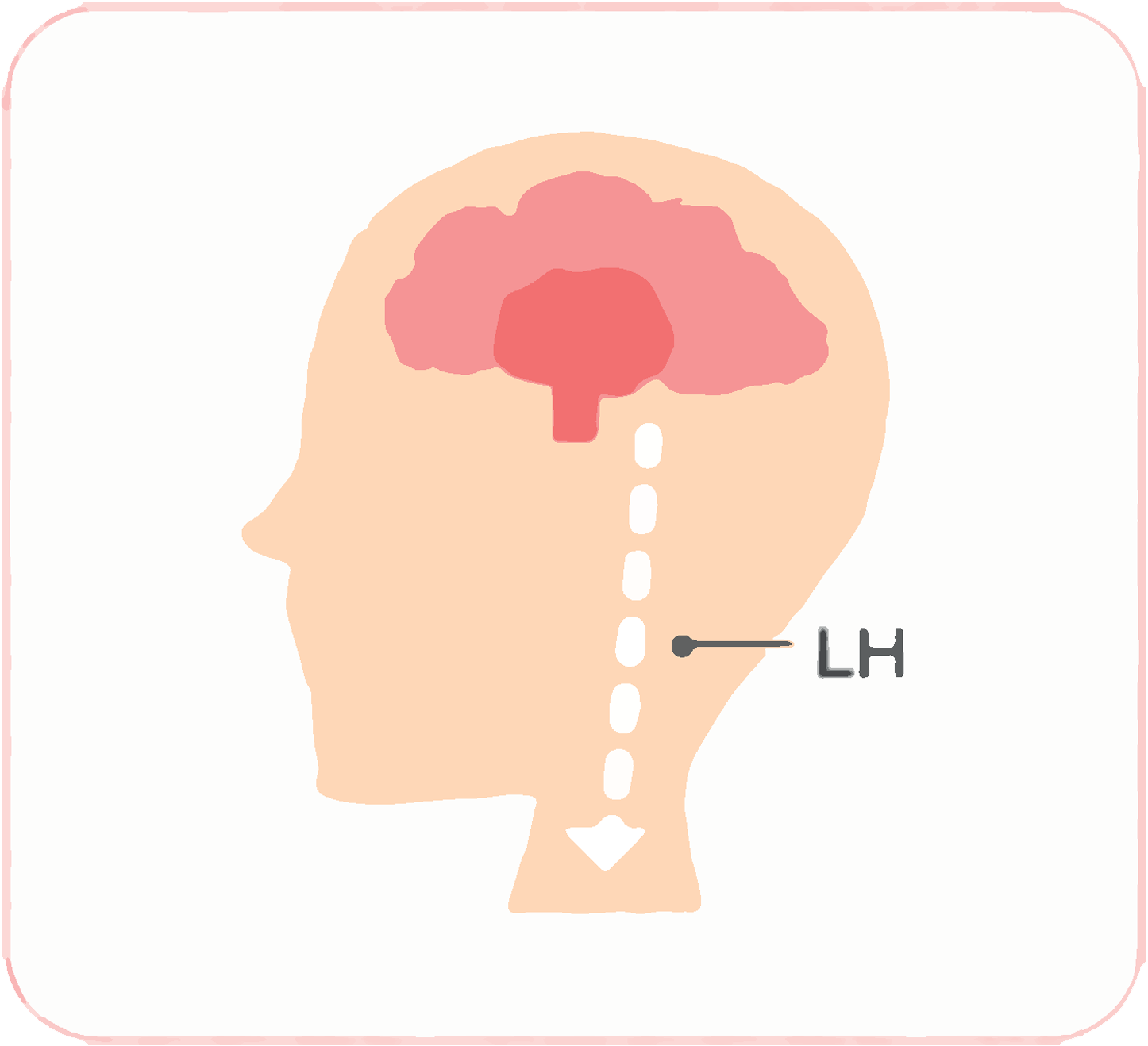 下垂体からLH(黄体化ホルモン)が分泌される。