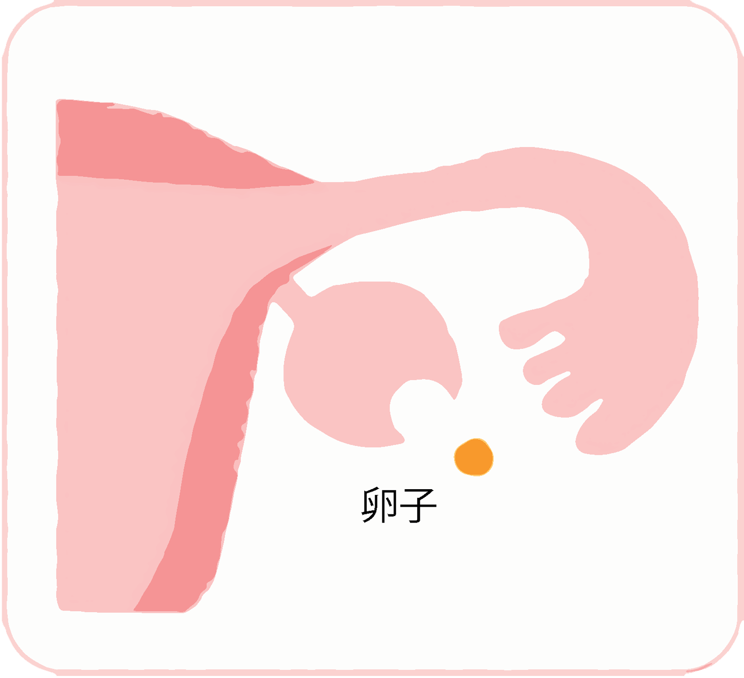 LHの作用で、成熟卵胞から卵子が飛び出す(排卵)。