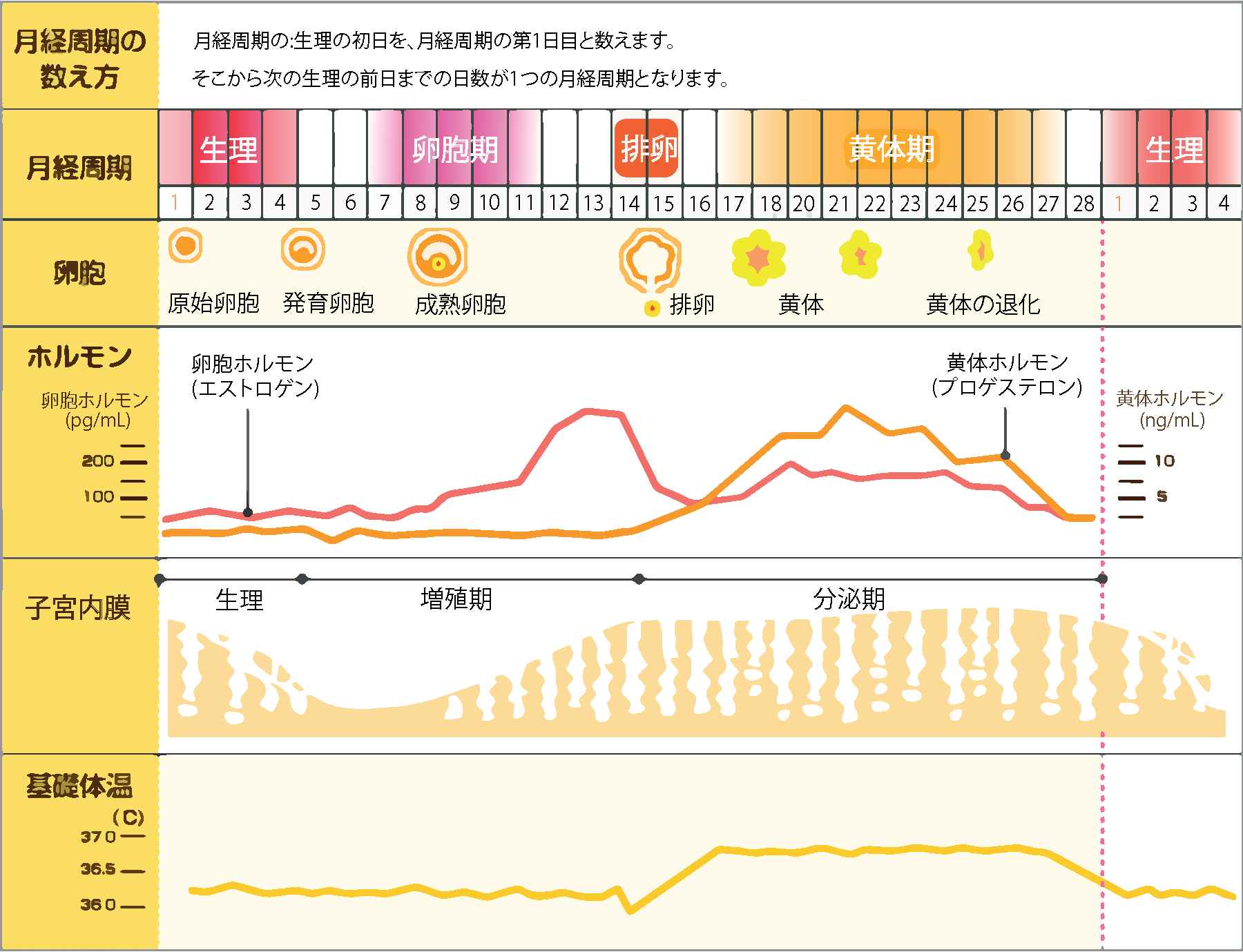 生理のメカニズム 生理のメカニズム