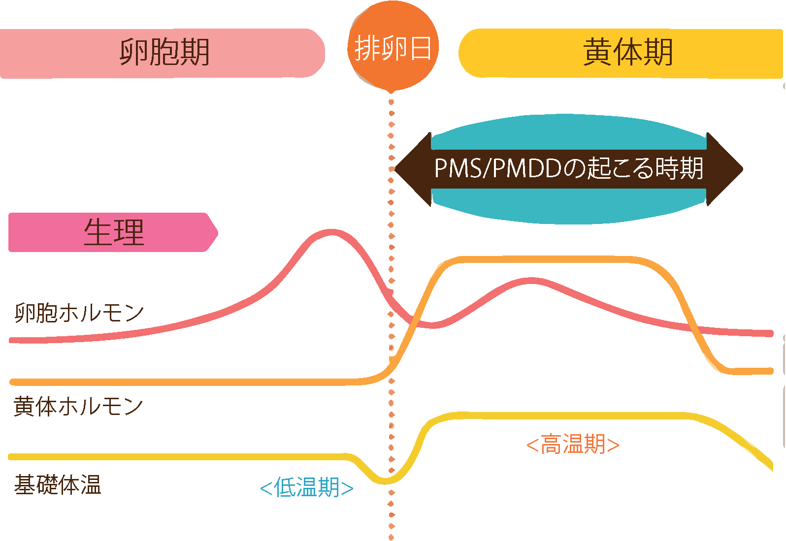 30代の生理 ホルモンのピーク期 カラダと共に悩みも変化 年代別 生理の悩み 生理痛と女性のからだの悩み 生理のミカタ 30代の生理 ホルモンのピーク期 カラダと共に悩みも変化 年代別 生理の悩み 生理痛と女性のからだの悩み 生理のミカタ