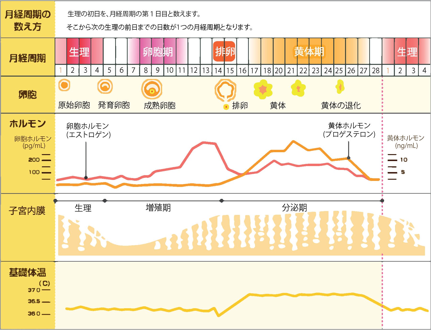 た 生理 低下 てい 体温 日 妊娠 予定 し