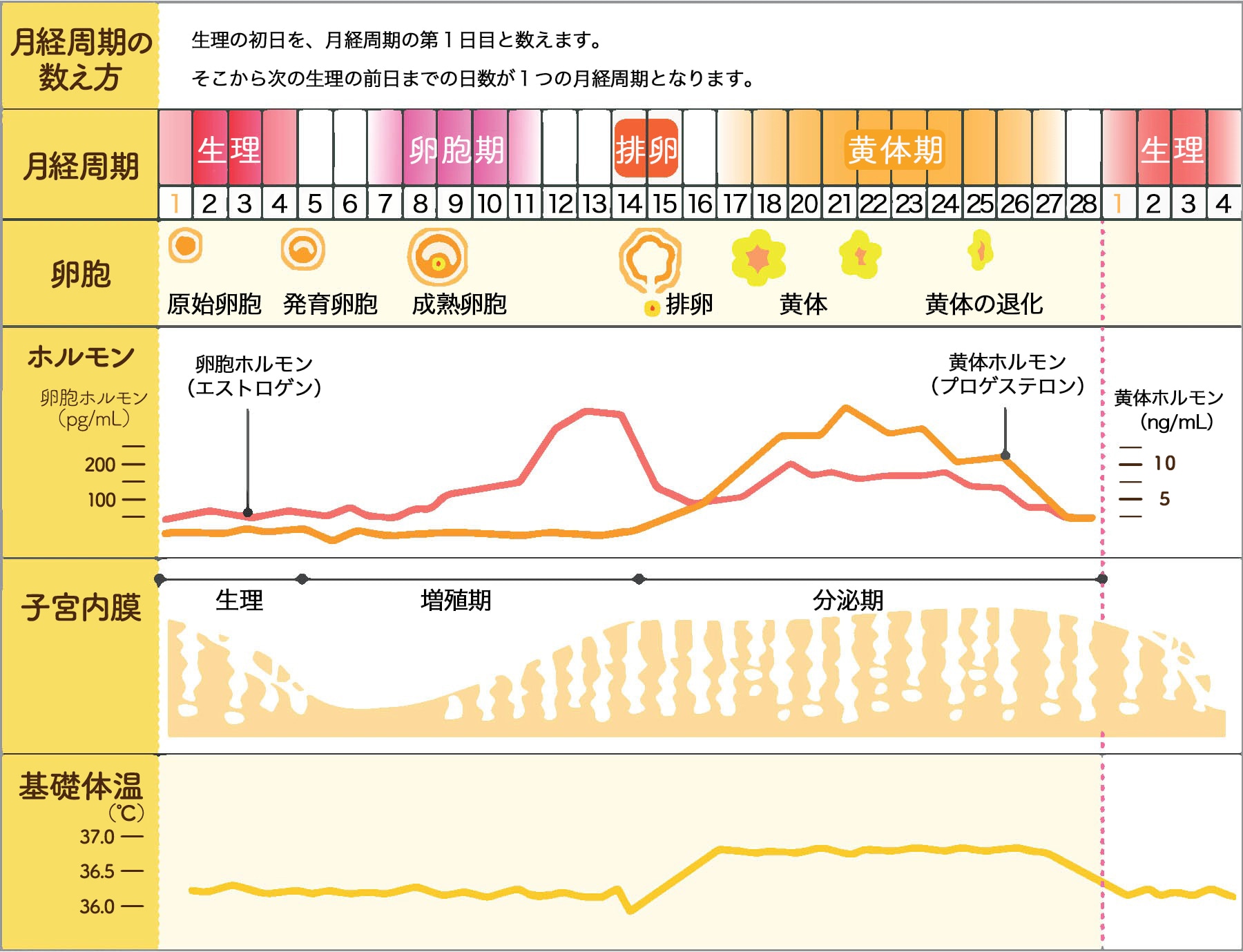生理のメカニズム