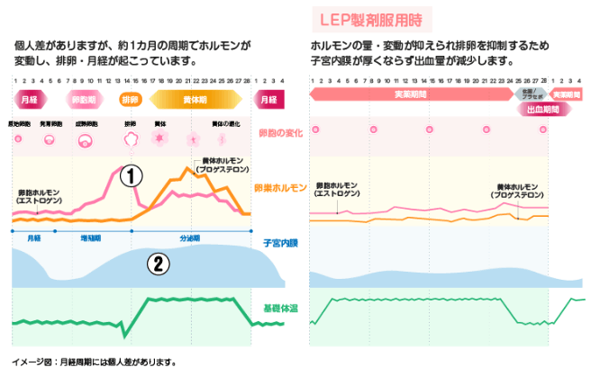 生理周期における女性ホルモン・子宮内膜の変化