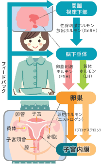 女性ホルモンは脳からの指令で卵巣から分泌されています。