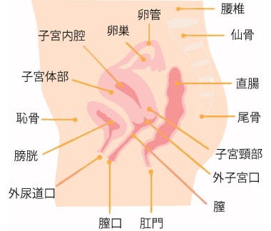 女性の内性器の位置(横からみたところ) 出典:講談社「子宮、卵巣の病気と治し方」（P30）