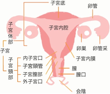 子宮と卵巣の構造 出典:講談社「子宮、卵巣の病気と治し方」（P31）