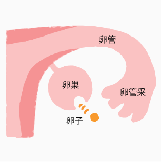 卵子1個が卵巣から飛び出す (排卵)。