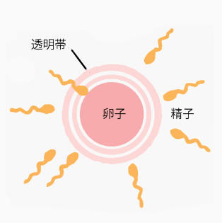 卵子の中に精子が入り込む。