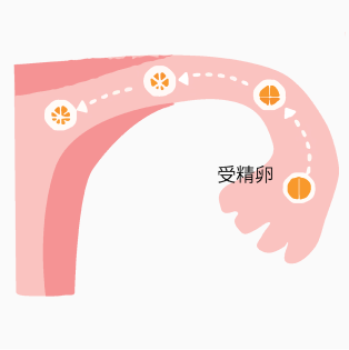 受精卵が卵管を移動して子宮に到達。