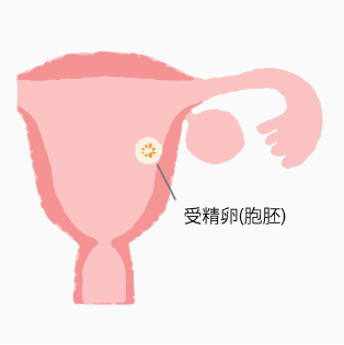 受精卵が子宮内膜にもぐりこみ、着床。細胞分裂をくりかえし、胎児として成長していく。