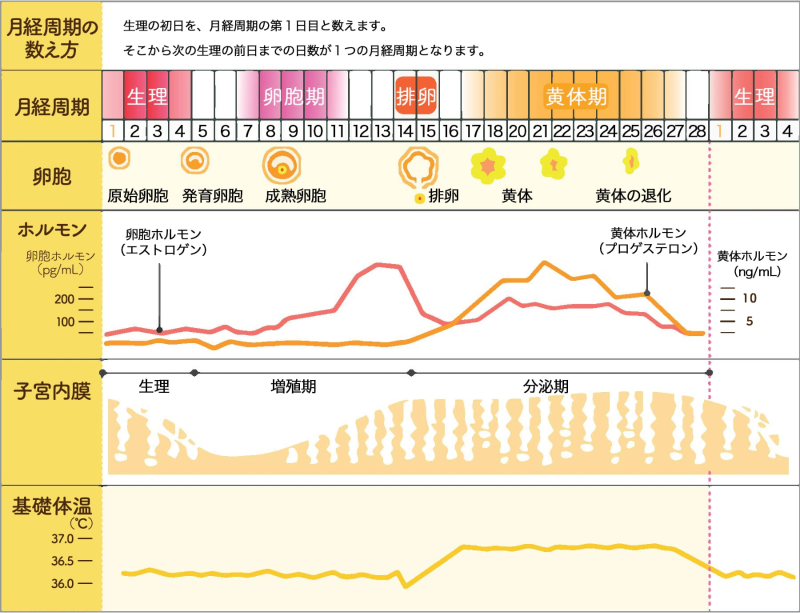 生理のメカニズム