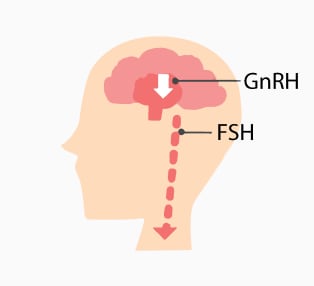 GnRH(性腺刺激ホルモン放出ホルモン)が間脳の視床下部から分泌され、その刺激で下垂体からFSH(卵胞刺激ホルモン)が分泌される。