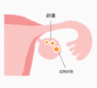 FSHの作用で、卵巣内の原始卵胞が発育し、1個が成熟卵胞になる。