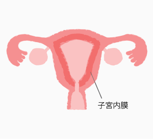 卵胞ホルモン(エストロゲン)の作用で、子宮内膜が増殖する。