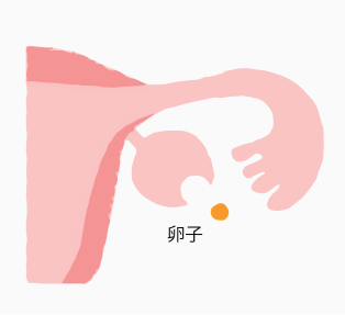 LHの作用で、成熟卵胞から卵子が飛び出す(排卵)。