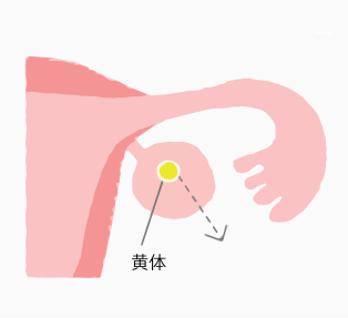 卵子が飛び出した後、卵胞は黄体という組織に変化し、黄体ホルモン(プロゲステロン)を分泌。