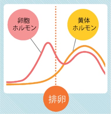 女性ホルモンの分泌量変化