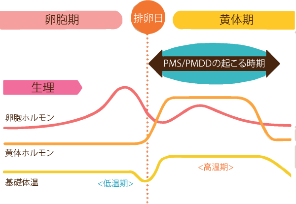 PMS/PMDDが起こる時期
