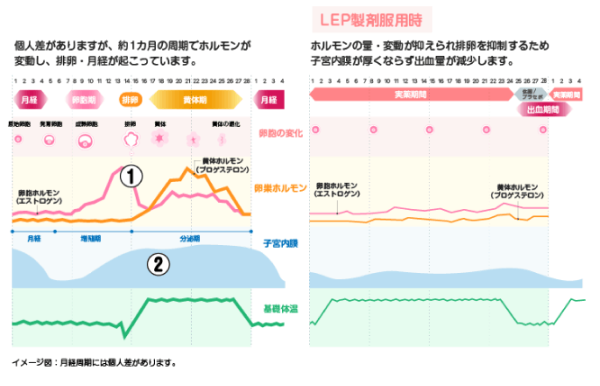 生理周期における女性ホルモン・子宮内膜の変化
